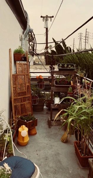 Close-up of a green tomato growing on the vine